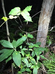 Vincetoxicum paniculatum