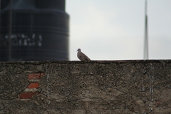 Columbina inca