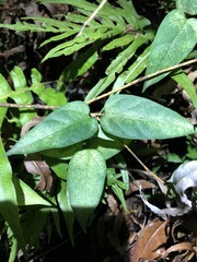 Vincetoxicum paniculatum