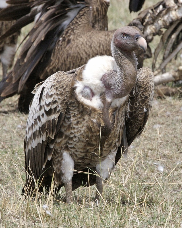 Rüppell's Vulture