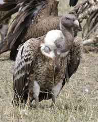 Rueppell's Vulture photo 4