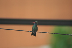 Cynanthus latirostris