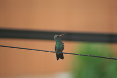 Cynanthus latirostris