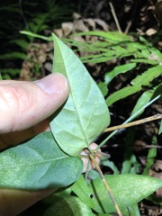 Vincetoxicum paniculatum