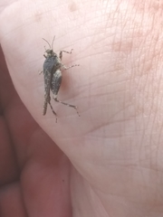 Paratettix mexicanus