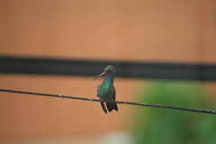 Cynanthus latirostris