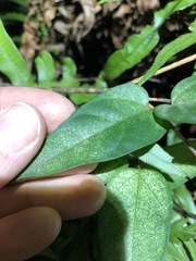 Vincetoxicum paniculatum