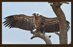 Rueppell's Vulture photo 5