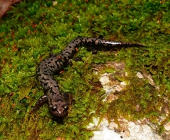 Plethodon welleri