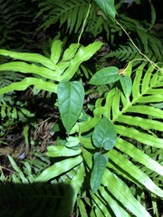 Vincetoxicum paniculatum