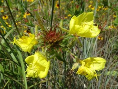 Oenothera heterophylla