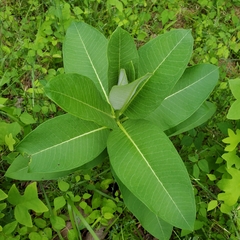 Asclepias exaltata