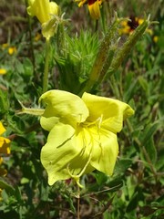 Oenothera heterophylla