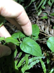 Vincetoxicum paniculatum