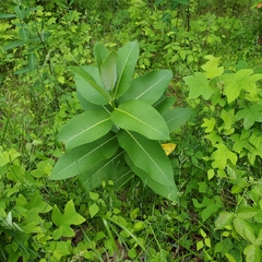 Asclepias exaltata