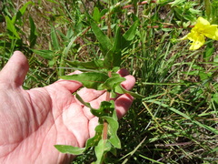 Oenothera heterophylla