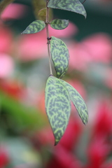 Aeschynanthus longicaulis