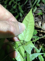 Vincetoxicum paniculatum