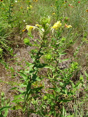 Oenothera heterophylla