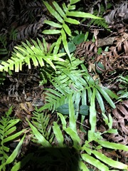 Vincetoxicum paniculatum