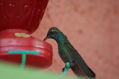 Cynanthus latirostris