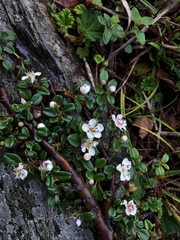 Cotoneaster morrisonensis