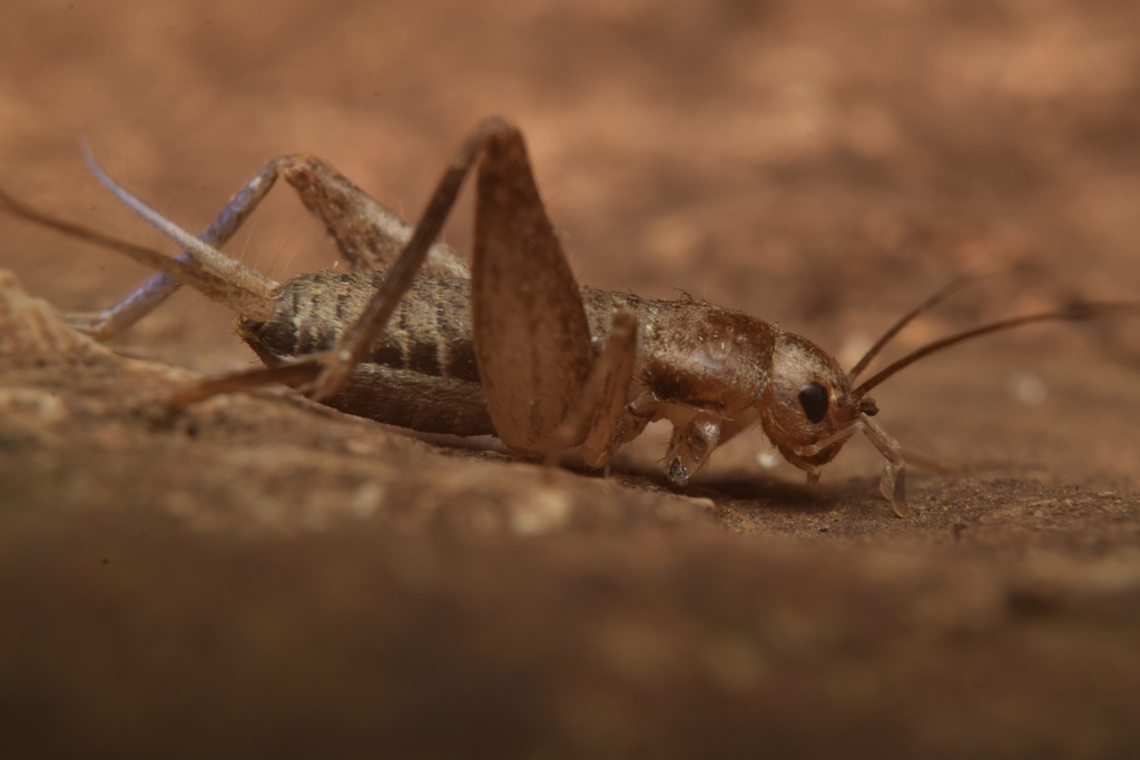 Microgryllus pallipes