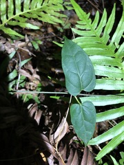 Vincetoxicum paniculatum