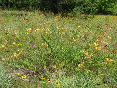 Oenothera heterophylla