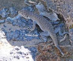 Liolaemus austromendocinus