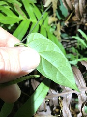 Vincetoxicum paniculatum