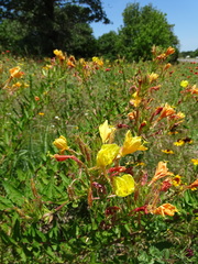 Oenothera heterophylla
