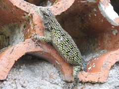Sceloporus hondurensis