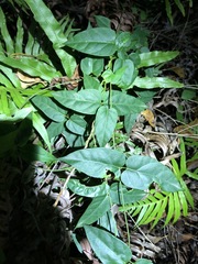 Vincetoxicum paniculatum