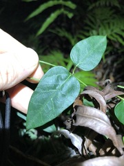 Vincetoxicum paniculatum