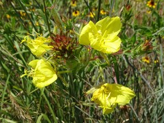 Oenothera heterophylla