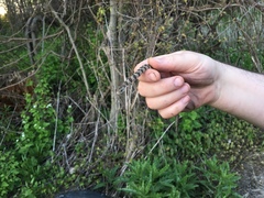 Nerodia sipedon insularum