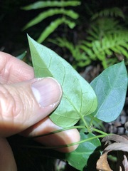 Vincetoxicum paniculatum