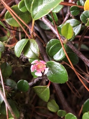 Cotoneaster rosiflorus