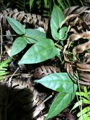 Vincetoxicum paniculatum