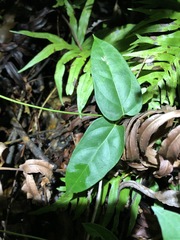 Vincetoxicum paniculatum