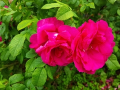Rosa