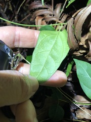 Vincetoxicum paniculatum