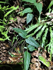 Vincetoxicum paniculatum