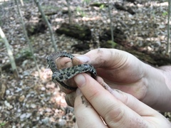 Nerodia sipedon insularum