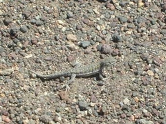 Liolaemus schmidti