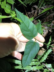 Vincetoxicum paniculatum