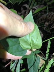 Vincetoxicum paniculatum