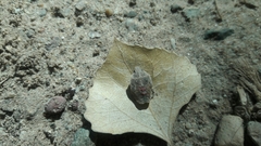 Pentatominae