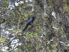 Cyanocorax melanocyaneus